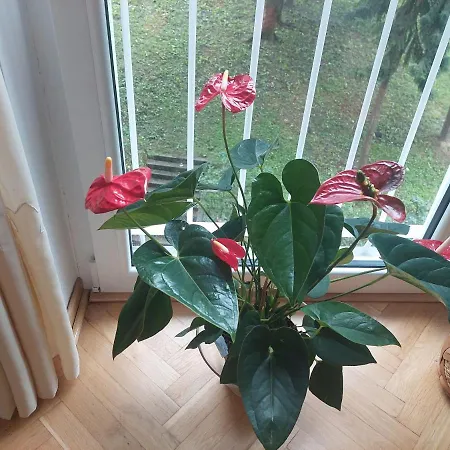 Apartment Sevojno Studio