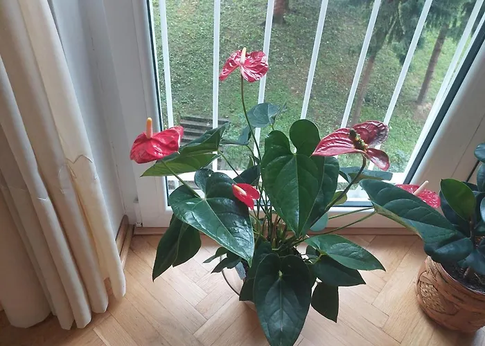 アパート Sevojno Studio